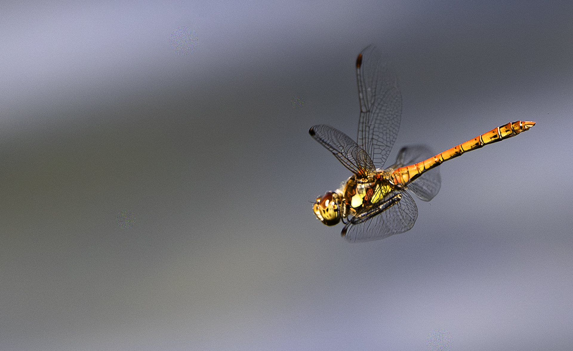 Sortie photo au Lac de Siguret - Macro & Libellules